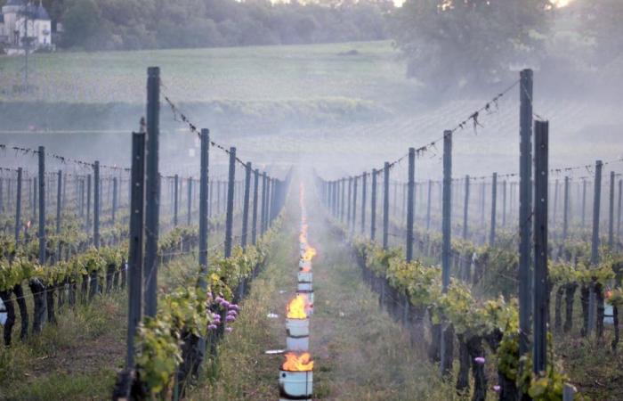 en Gironde, les vignerons en alerte face au gel
