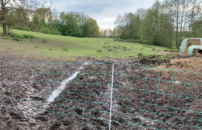 Vingt moutons tués ou euthanasiés après une attaque animale dans les Ardennes