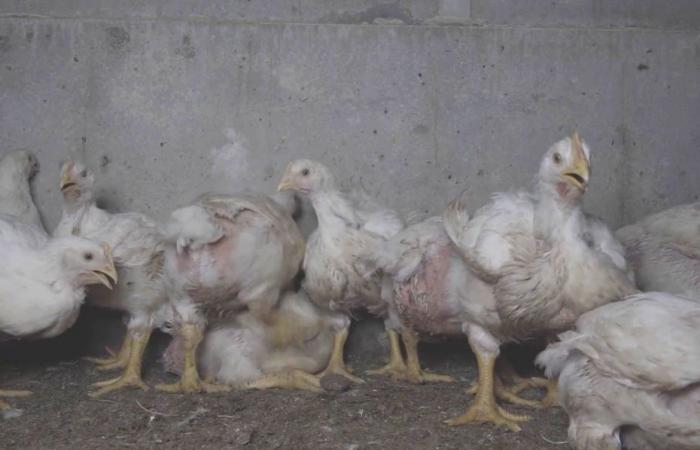 L214 dénonce les conditions d’élevage dans une ferme des Deux-Sèvres