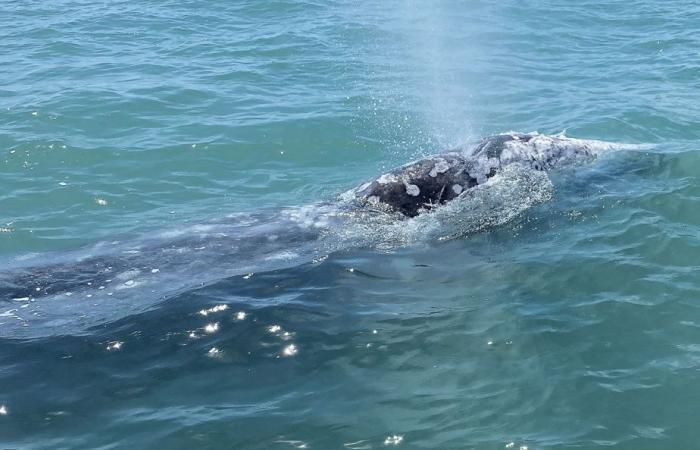 Les baleines grises du Pacifique diminuent à mesure que le climat se réchauffe