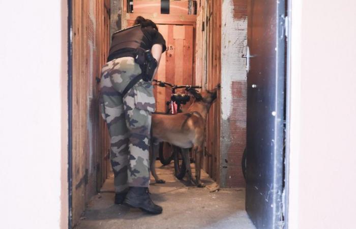 une quarantaine de gendarmes et trois chiens déployés dans un quartier de Biscarrosse