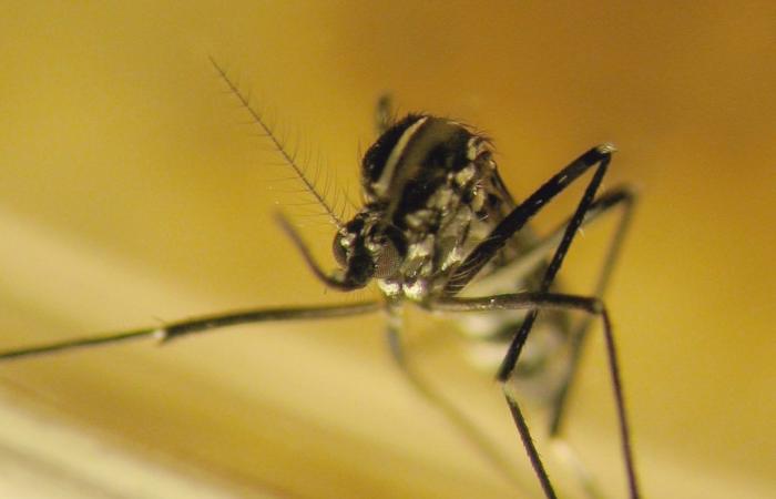 Augmentation massive du coût économique mondial des moustiques invasifs et des maladies qu’ils transmettent