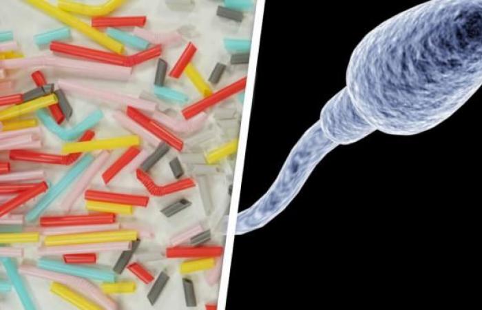 Cette étude sur la présence de plastique dans nos spermatozoïdes alarme les chercheurs