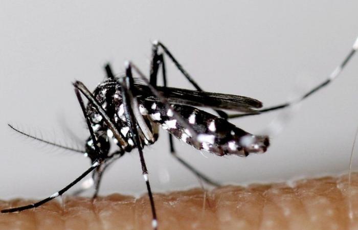 Une opération de démoustication dans le centre-ville de Millau en raison de cas de dengue, chikungunya ou Zika