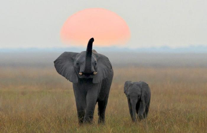 Les scientifiques découvrent que les éléphants s’appellent par leur nom, tout comme nous ! – .