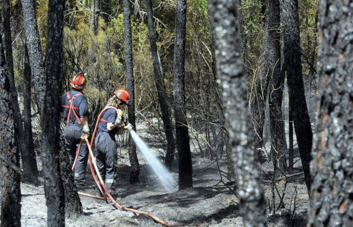 Les questions que l’on se pose après le premier grand incendie de l’année dans le Var, qui a couvert 600 hectares