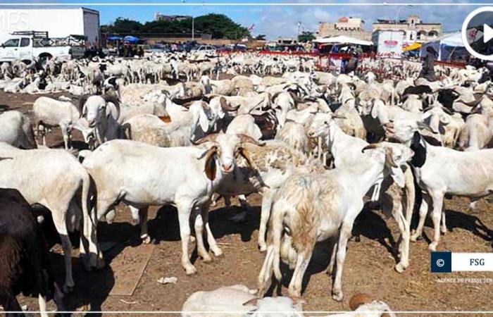 SÉNÉGAL-ELEVAGE-FETE / Moins de quatre jours avant Tabaski, 25 000 moutons de plus qu’en 2023 dans le département de Mbour – Agence de presse sénégalaise – .
