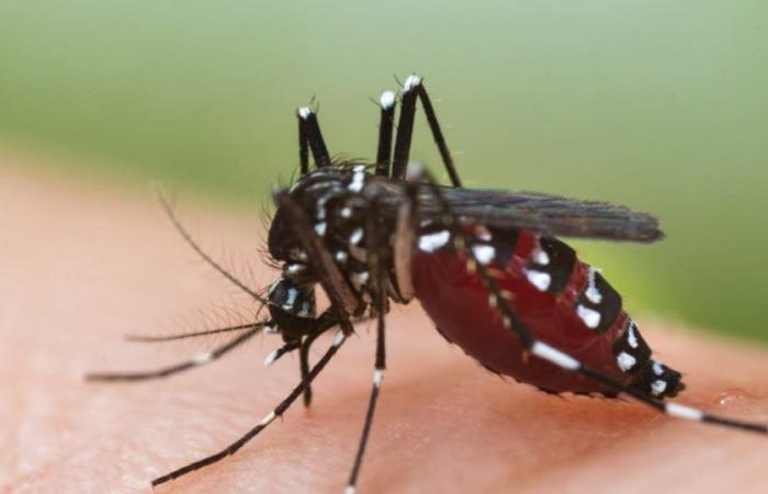 Santé. Augmentation des cas de dengue en France et dans l’UE : faut-il craindre l’épidémie ?