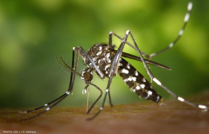 Participez à la lutte contre la prolifération du moustique tigre