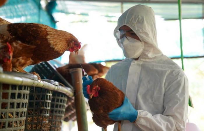 Grippe aviaire. Un premier décès humain dû à la souche H5N2 : faut-il s’inquiéter ?