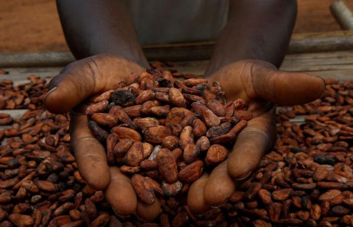Le cacao revient au-dessus de 10 000 $ alors que les perspectives de l’industrie du chocolat s’assombrissent