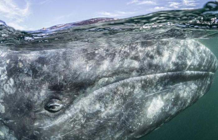 Les baleines grises du Pacifique diminuent à mesure que le climat se réchauffe – rts.ch