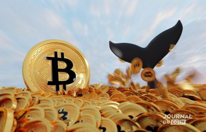 Les baleines profitent de chaque goutte pour faire le plein de Bitcoin et d’Ethereum