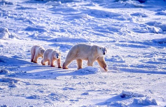 Les ours polaires de la baie d’Hudson pourraient disparaître d’ici 2030