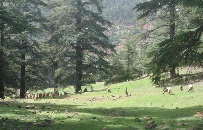 La BAD accorde 84 millions d’euros au Maroc pour développer ses forêts