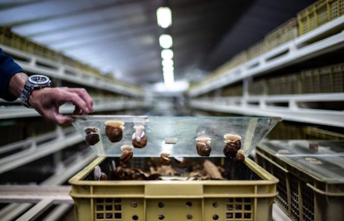 Un élevage d’escargots de Bourgogne unique au monde