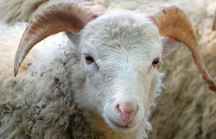 Des individus volent 26 moutons estimés à 70 millions FCFA – La Nouvelle Tribune – .