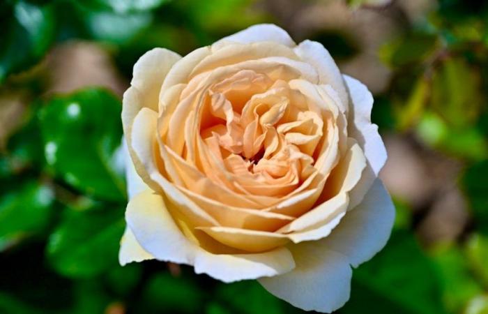 La rose dorée de Nyon est de couleur vanille