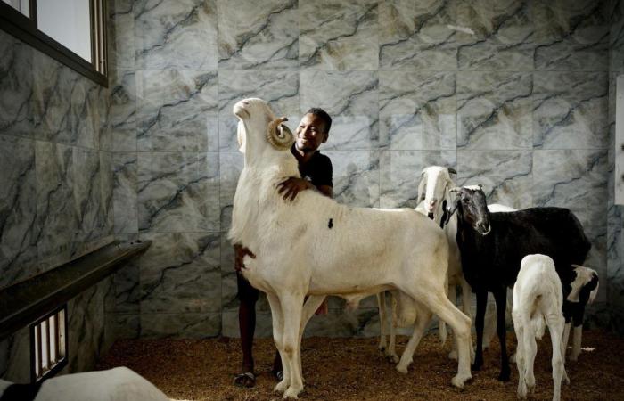 Au Sénégal, le business du mouton XXL