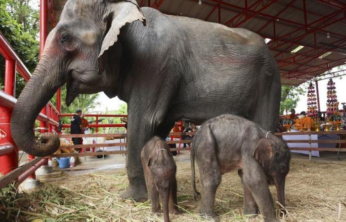 les rares bébés éléphants jumeaux en Thaïlande ! – .