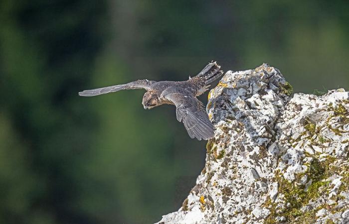 un photographe capture des faucons pèlerins en vol dans les falaises du Jura