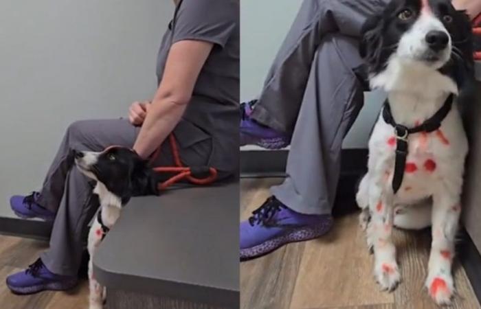 Le vétérinaire utilise l’humour et une perruque pour aider son chien à surmonter la peur des hommes (vidéo)