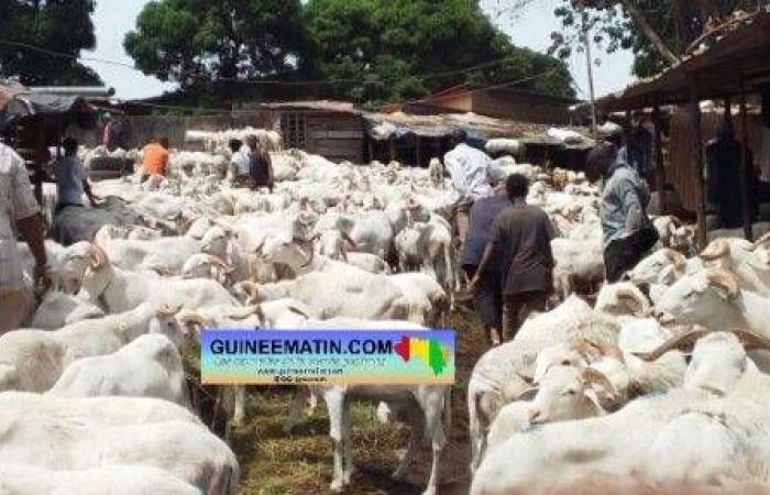 « Cette année, les prix des moutons et des bovins sont catastrophiques… » – .