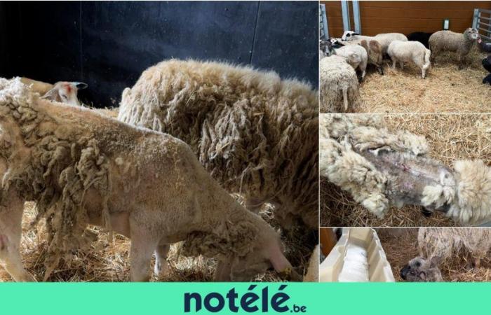 470 moutons allaient être abattus illégalement pour l’Aïd-El-Kébir