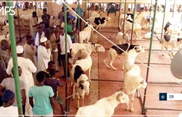 près de 500 moutons distribués par la famille de Serigne Babacar Sy – Agence de presse sénégalaise – .