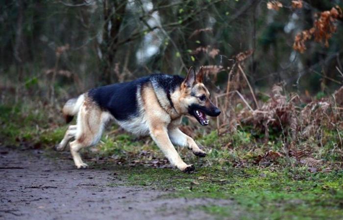 Victime d’un accident avec son maître, un chien se comporte comme un héros en parcourant plus de 6 km pour alerter sa famille