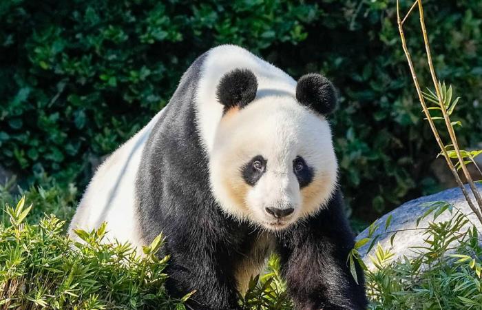 La Chine va remplacer deux pandas géants prêtés à l’Australie