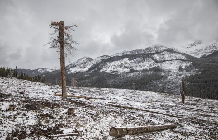 Feux de forêt | Des bûcherons à Banff pour sauver le parc national