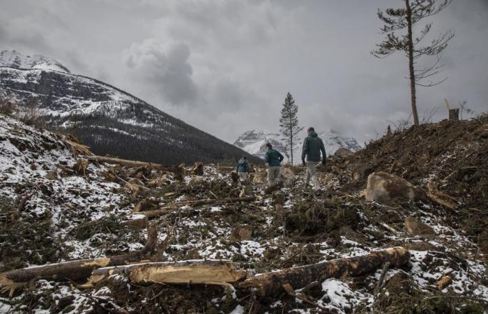 Feux de forêt | Des bûcherons à Banff pour sauver le parc national