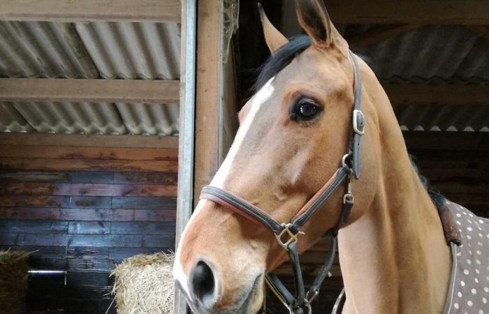 Dans le Calvados, 70 chevaux meurent dans un incendie dans un haras