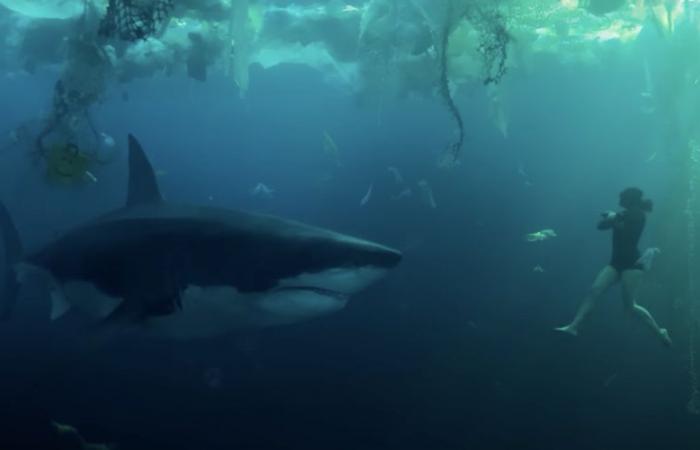 Un requin dans le Lez ? Le scénario du film « Sous la Seine » pourrait-il se réaliser à Montpellier, répond un expert