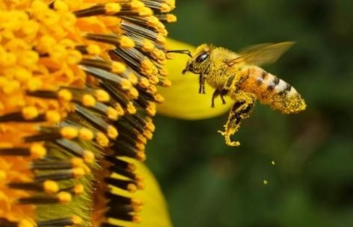 les abeilles peuvent le repérer – .