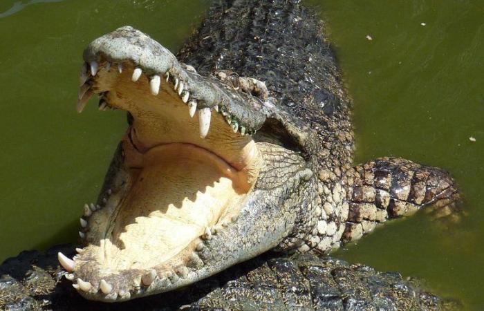 non, un crocodile ne vit pas au lac d’Arques