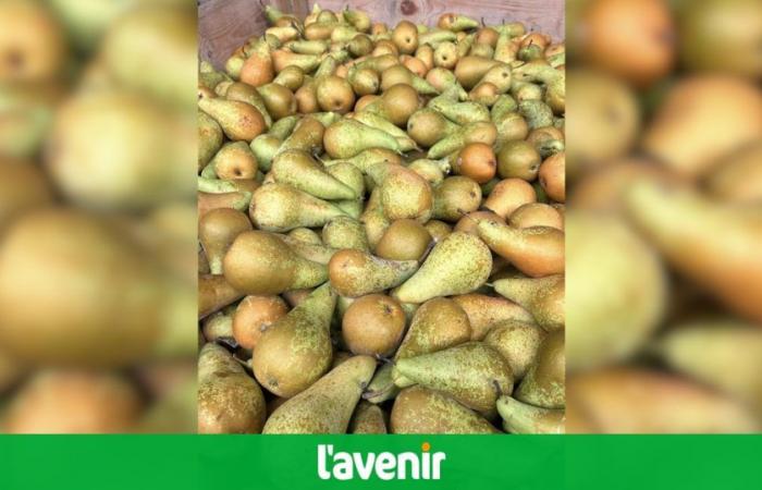 50 tonnes de poires refusées dans les magasins, vendues à la ferme pour ne pas avoir à les jeter