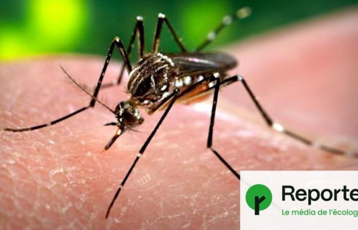 Les dégâts causés par les moustiques coûtent de plus en plus cher