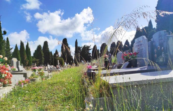 dans ce cimetière niçois, les mauvaises herbes laissées par la ville choquent les proches des défunts