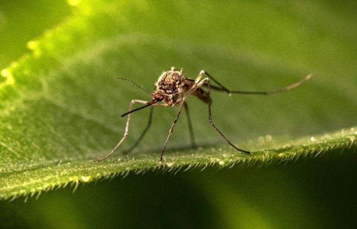 En Floride, on détruit les moustiques avec des drones