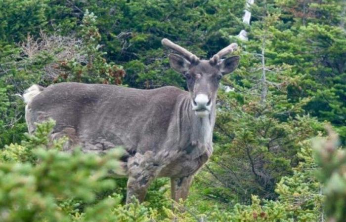Aucun décret d’urgence en vue pour le caribou de la Gaspésie