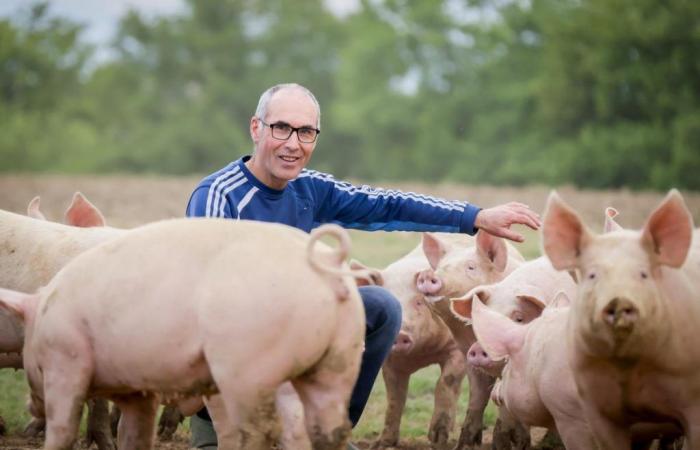 Daniel Tailleur, l’éleveur béarnais qui collectionne les prix à la foire au jambon de Bayonne