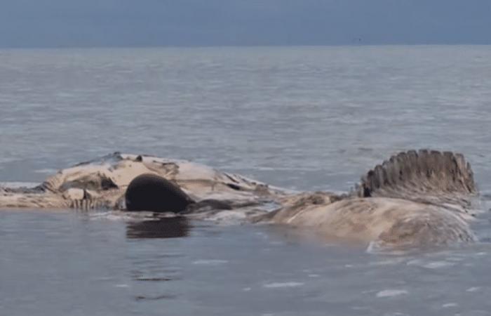 Une baleine s’échoue sur les côtes de la Manche
