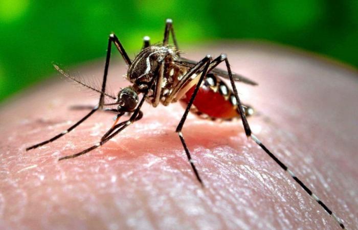 Ces cinq virus transmis par le moustique tigre menacent les Jeux Olympiques