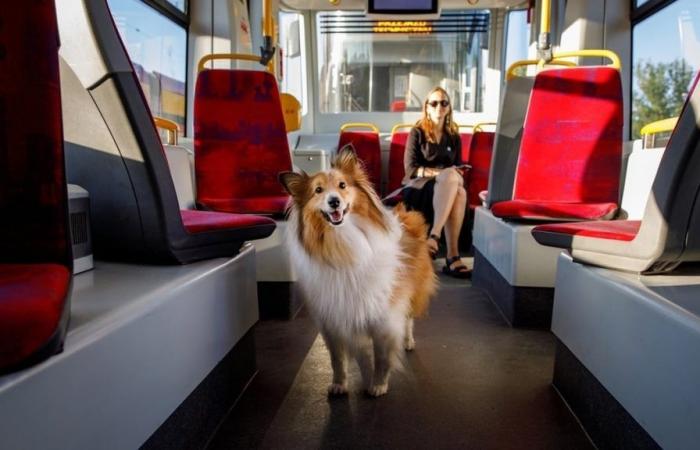 Les chiens pourraient bientôt être autorisés dans les transports en commun à Toulouse