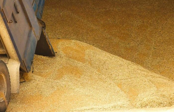 Les importations de blé au Maroc pourraient atteindre 7,5 millions de tonnes en 2024