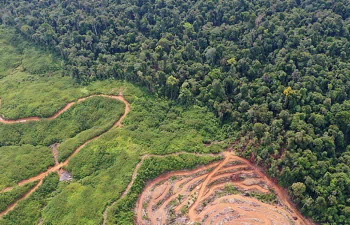 Washington demande à l’UE de reporter les règles anti-déforestation