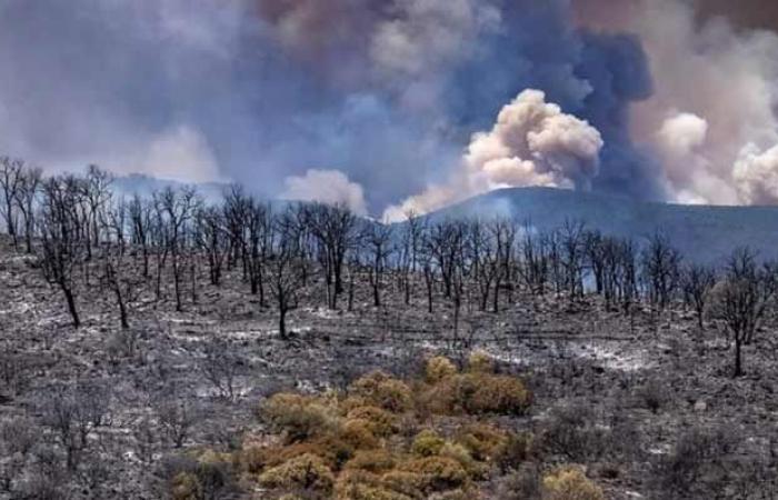 Les incendies de forêt deviennent inévitables. Sommes-nous suffisamment armés pour y faire face ? – .