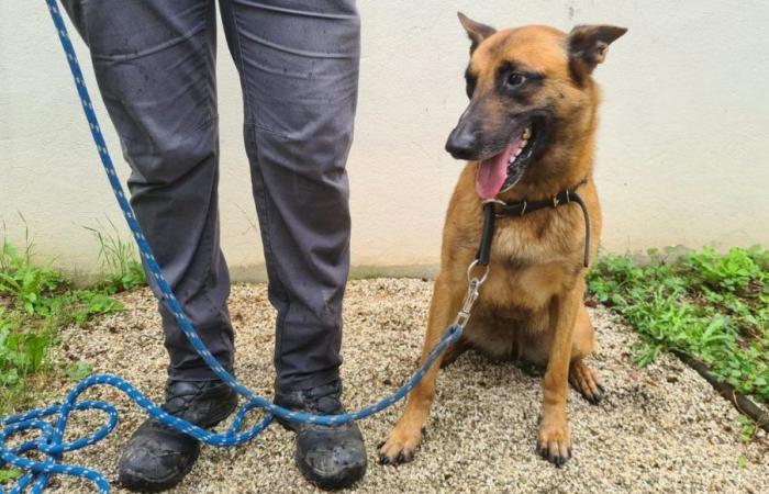Raya, chien policier d’Annecy, cherche une nouvelle famille pour profiter de sa retraite